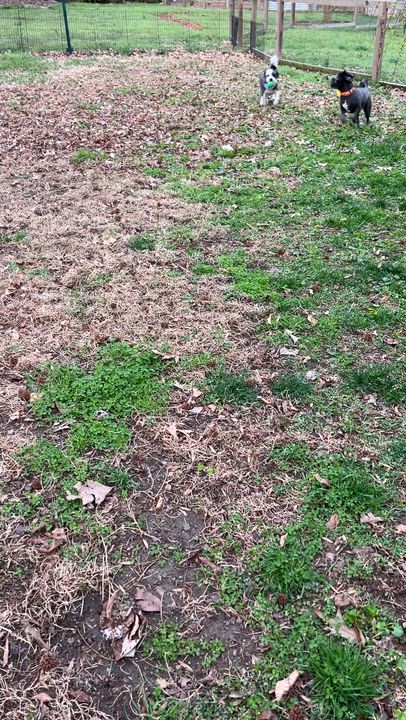 Enlarge Oreo, a ADOPTABLE mixed breed in High Point, NC video 6/6