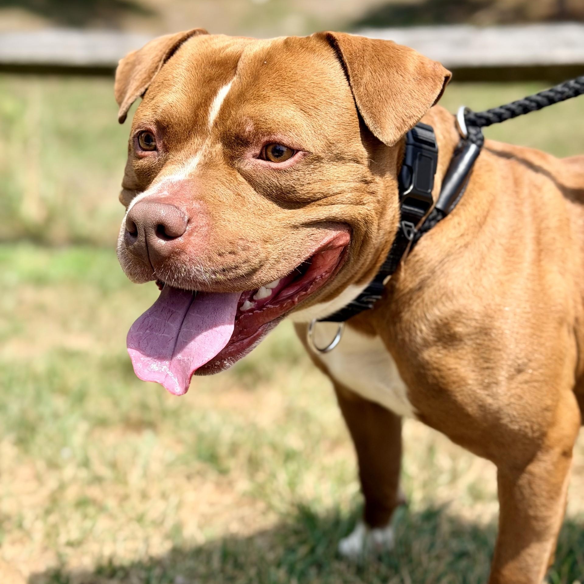 Enlarge Max, a ADOPTABLE Pit Bull Terrier in Manahawkin, NJ image 3/5