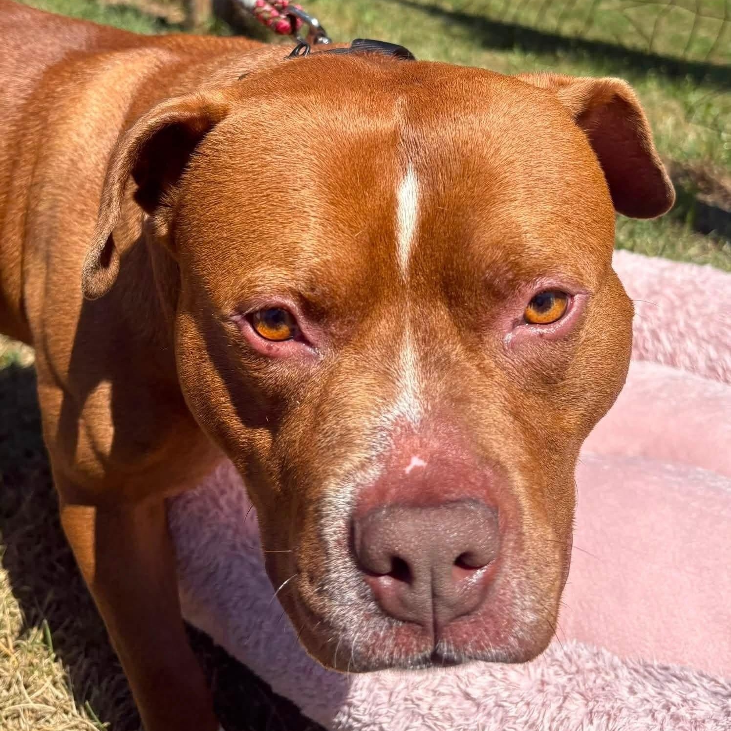 Enlarge Max, a ADOPTABLE Pit Bull Terrier in Manahawkin, NJ image 4/5
