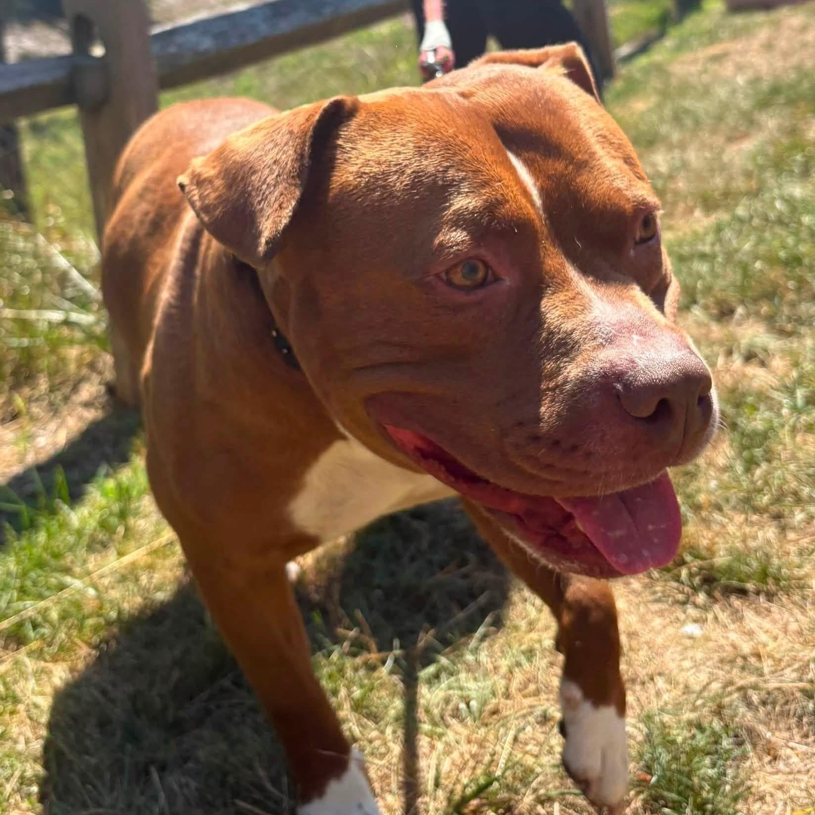 Enlarge Max, a ADOPTABLE Pit Bull Terrier in Manahawkin, NJ image 5/5