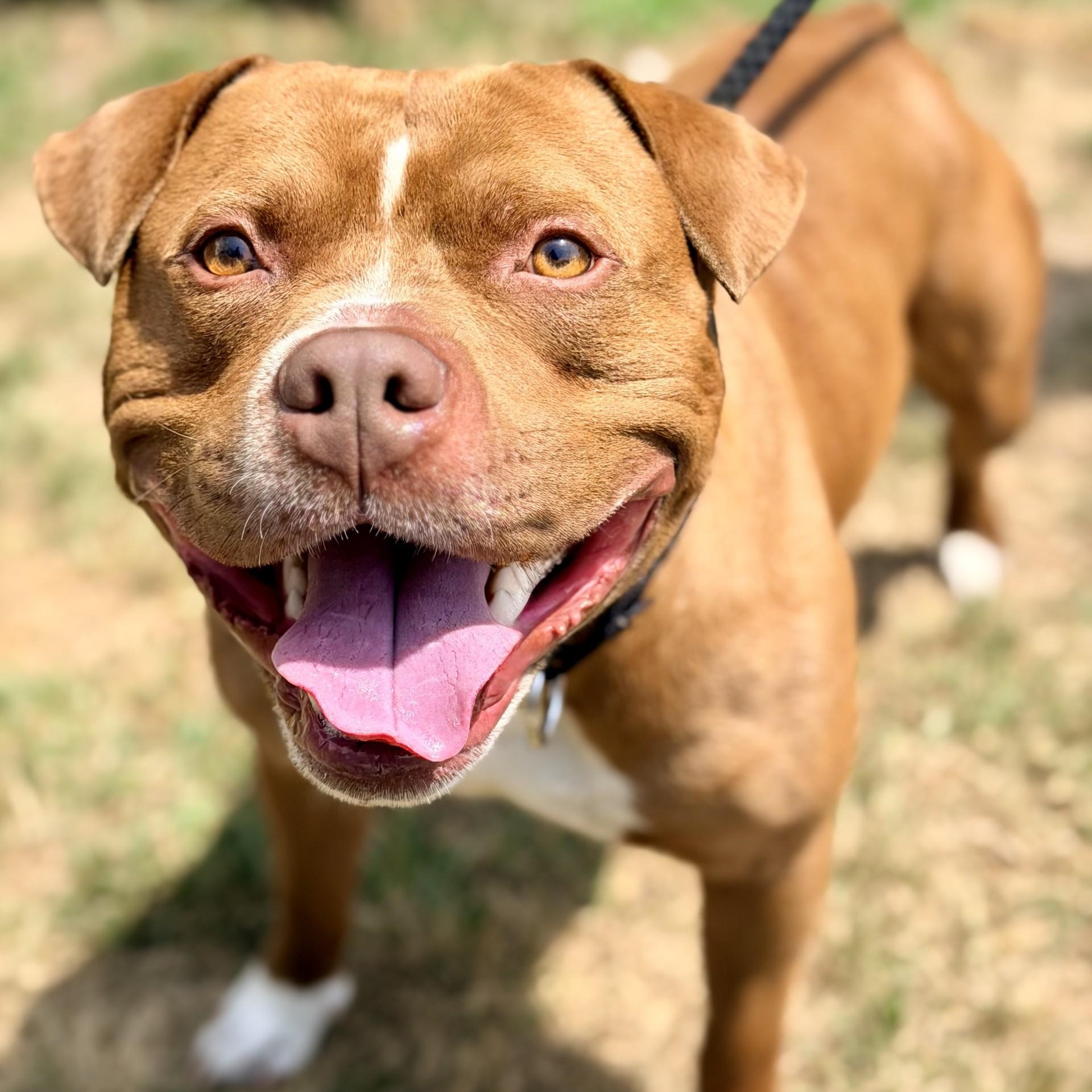 Enlarge Max, a ADOPTABLE Pit Bull Terrier in Manahawkin, NJ image 1/5