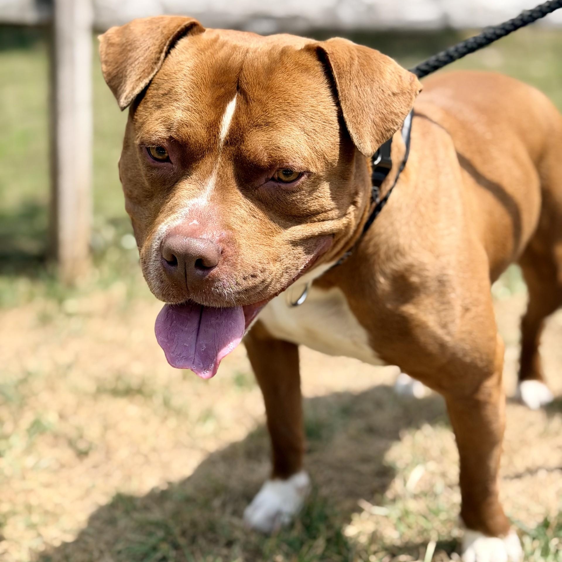 Enlarge Max, a ADOPTABLE Pit Bull Terrier in Manahawkin, NJ image 2/5
