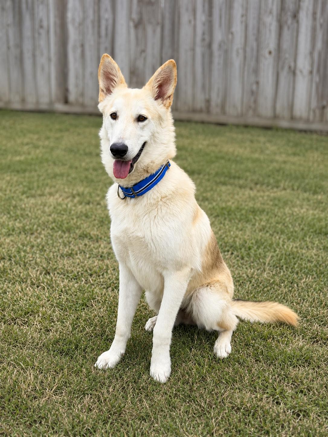 Drako, a ADOPTABLE mixed breed in Orlando, FL image 4/4