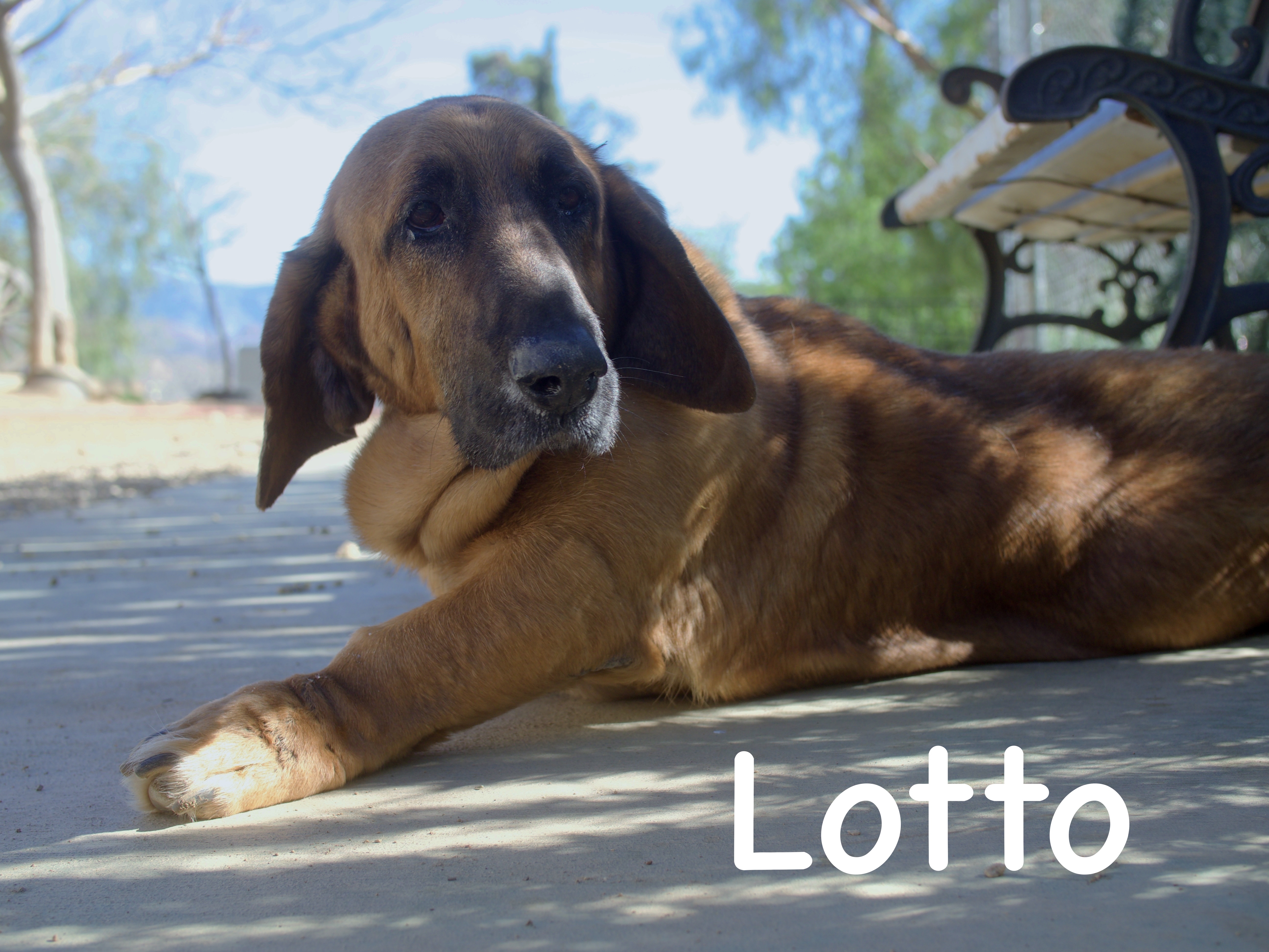 Lotto, an adoptable Basset Hound & Shepherd Mix in Acton, CA_image-1