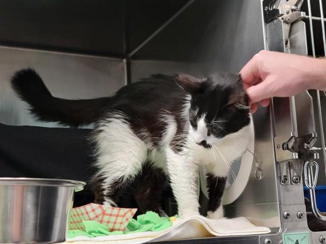 Enlarge RIO, a Adoptable Domestic Short Hair in Palo Alto, CA image 1/1