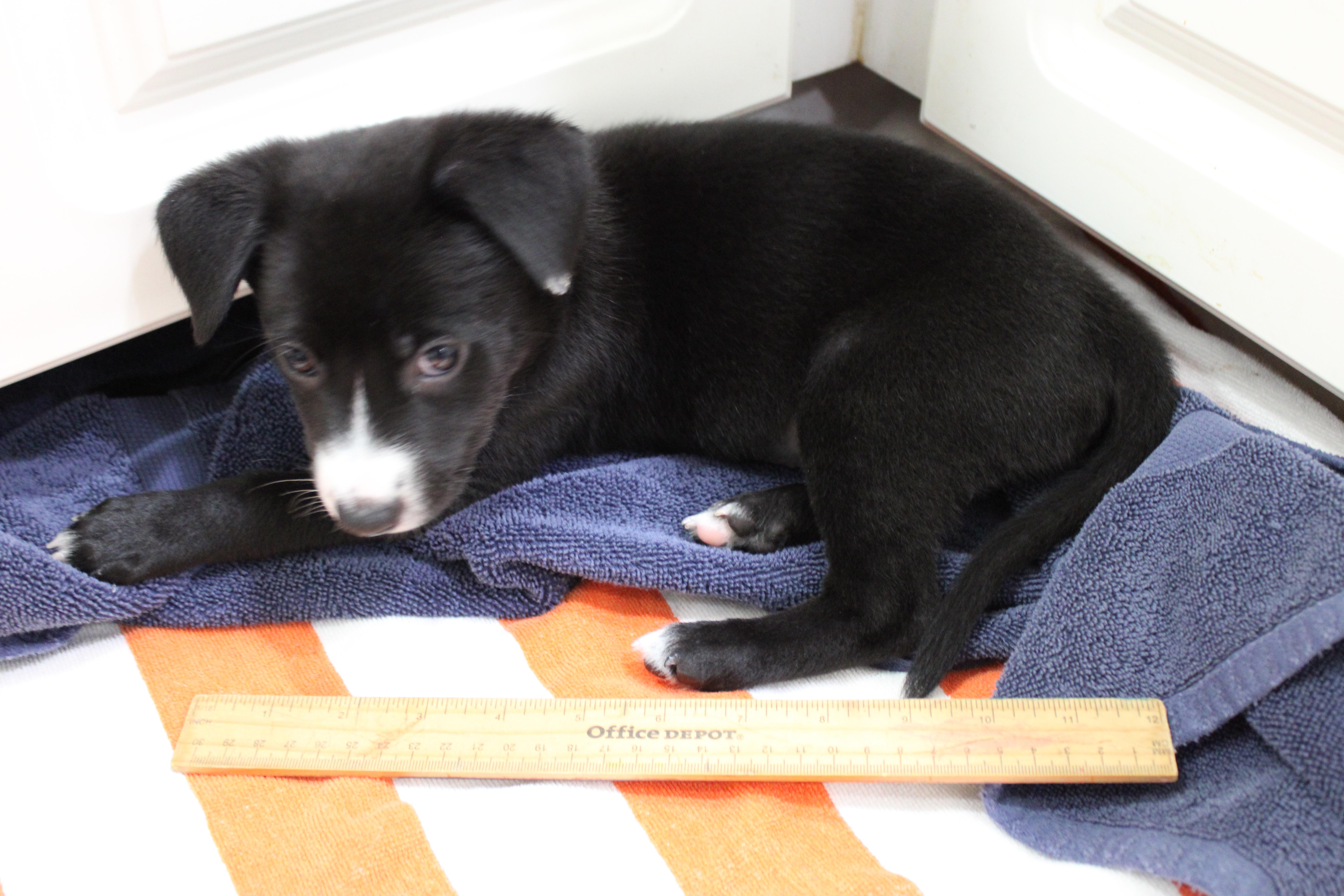 Enlarge Spike, a Adopted Terrier in Orlando, FL image 5/6