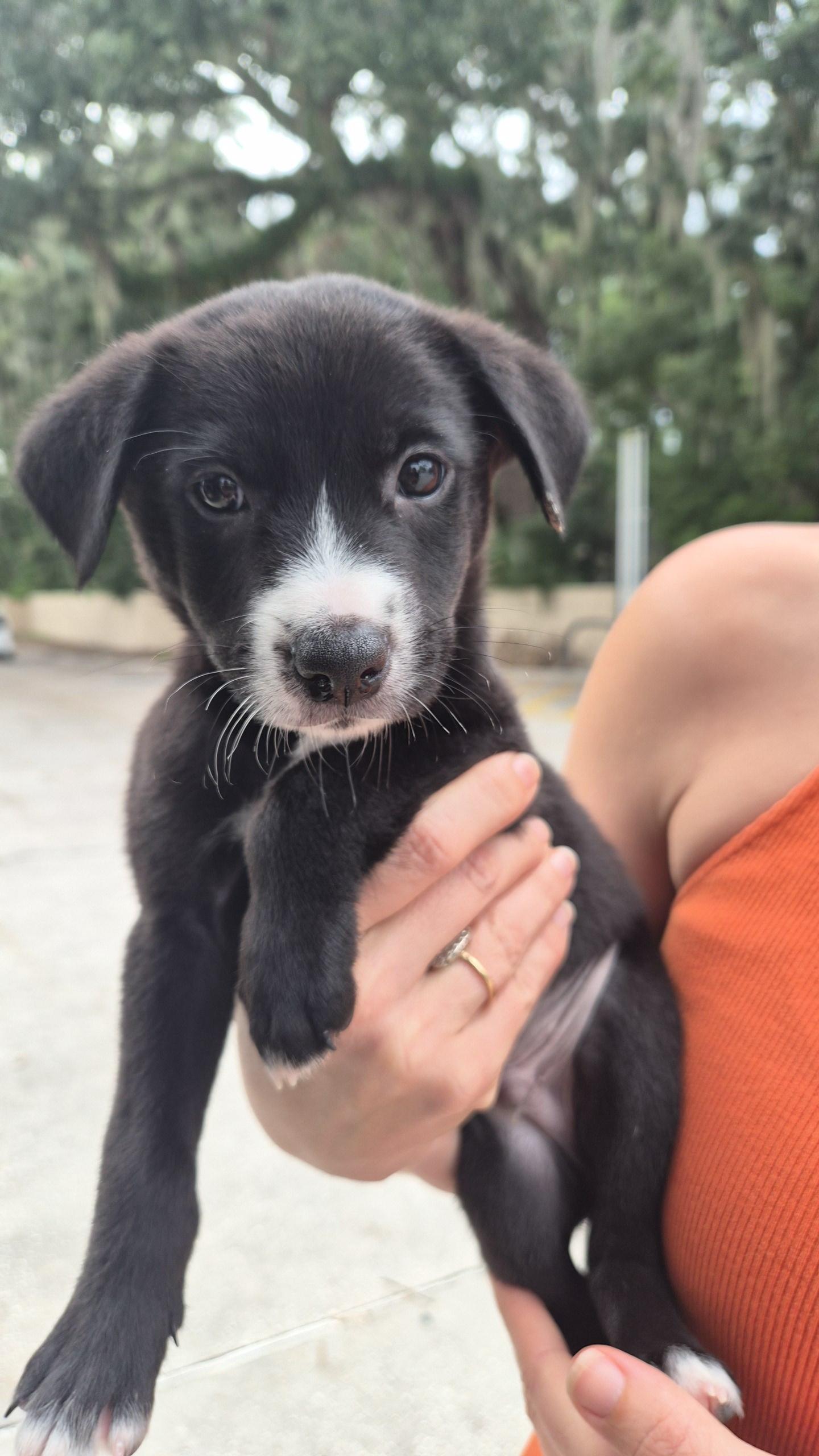 Enlarge Spike, a Adopted Terrier in Orlando, FL image 2/6