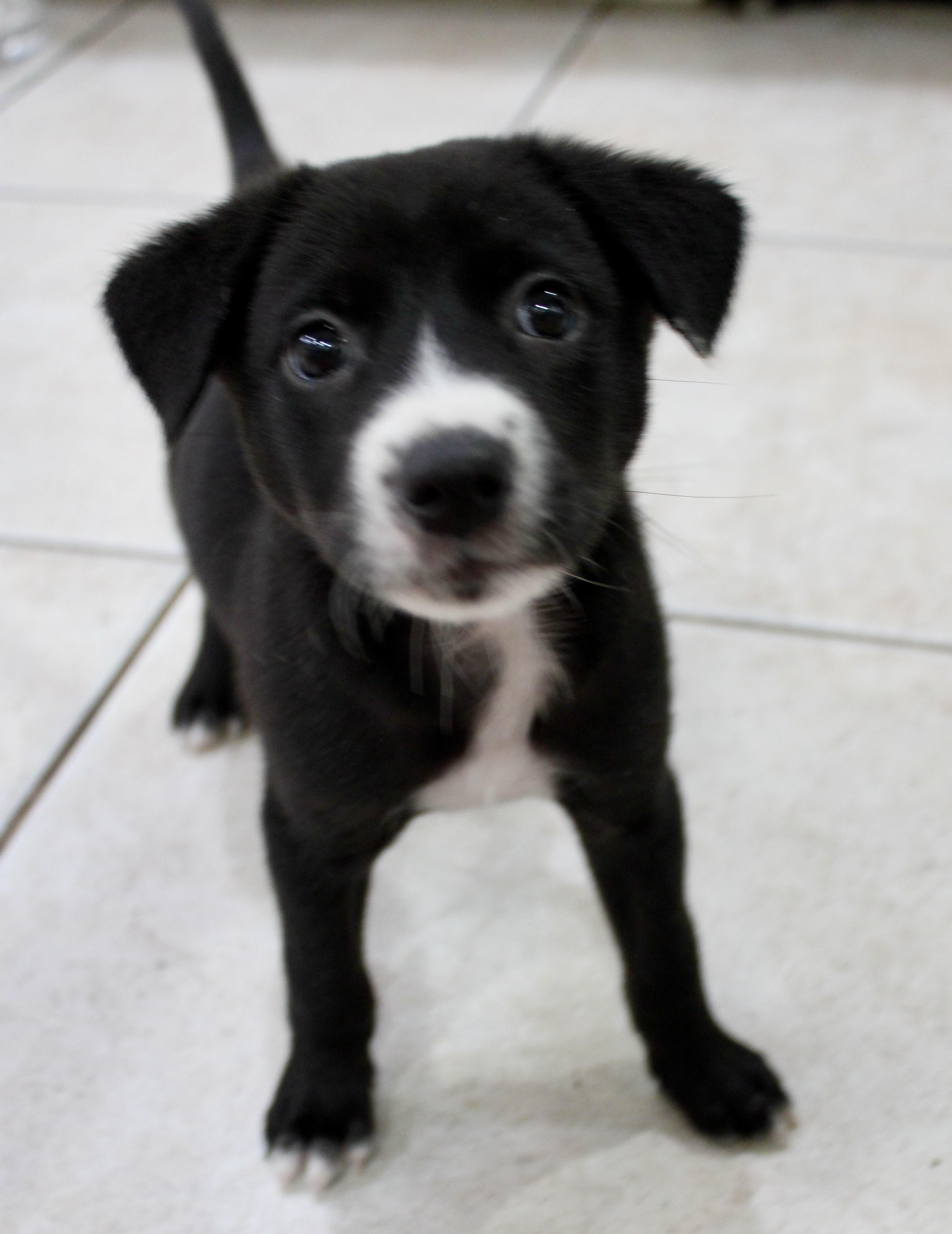 Enlarge Spike, a Adopted Terrier in Orlando, FL image 4/6