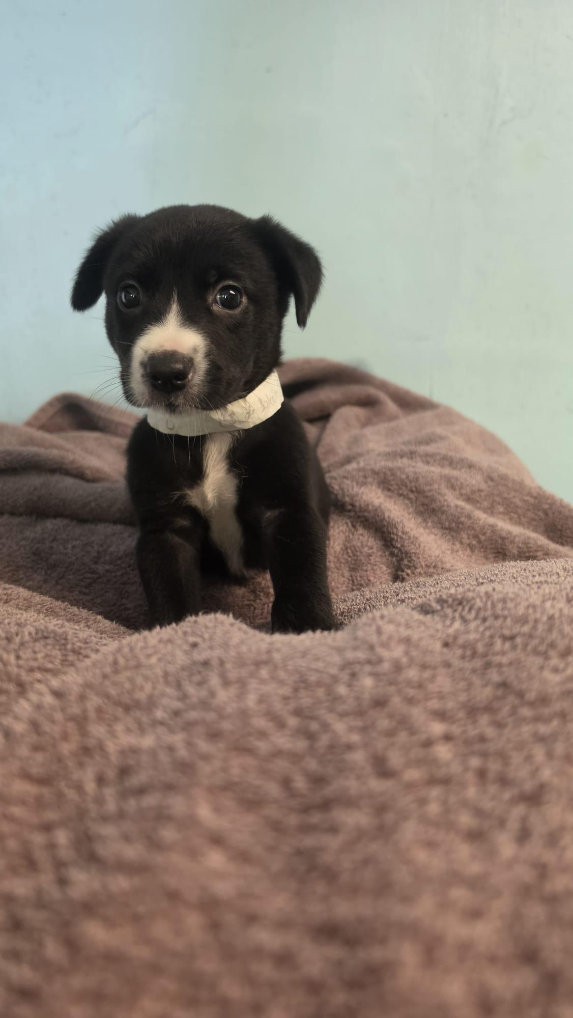 Enlarge Spike, a Adoptable Mixed Breed in Orlando, FL image 1/2