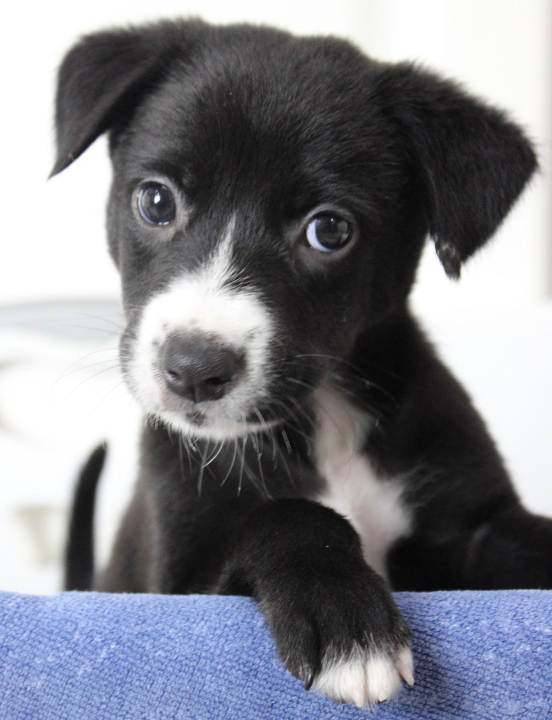 Enlarge Spike, a Adopted Terrier in Orlando, FL image 1/6