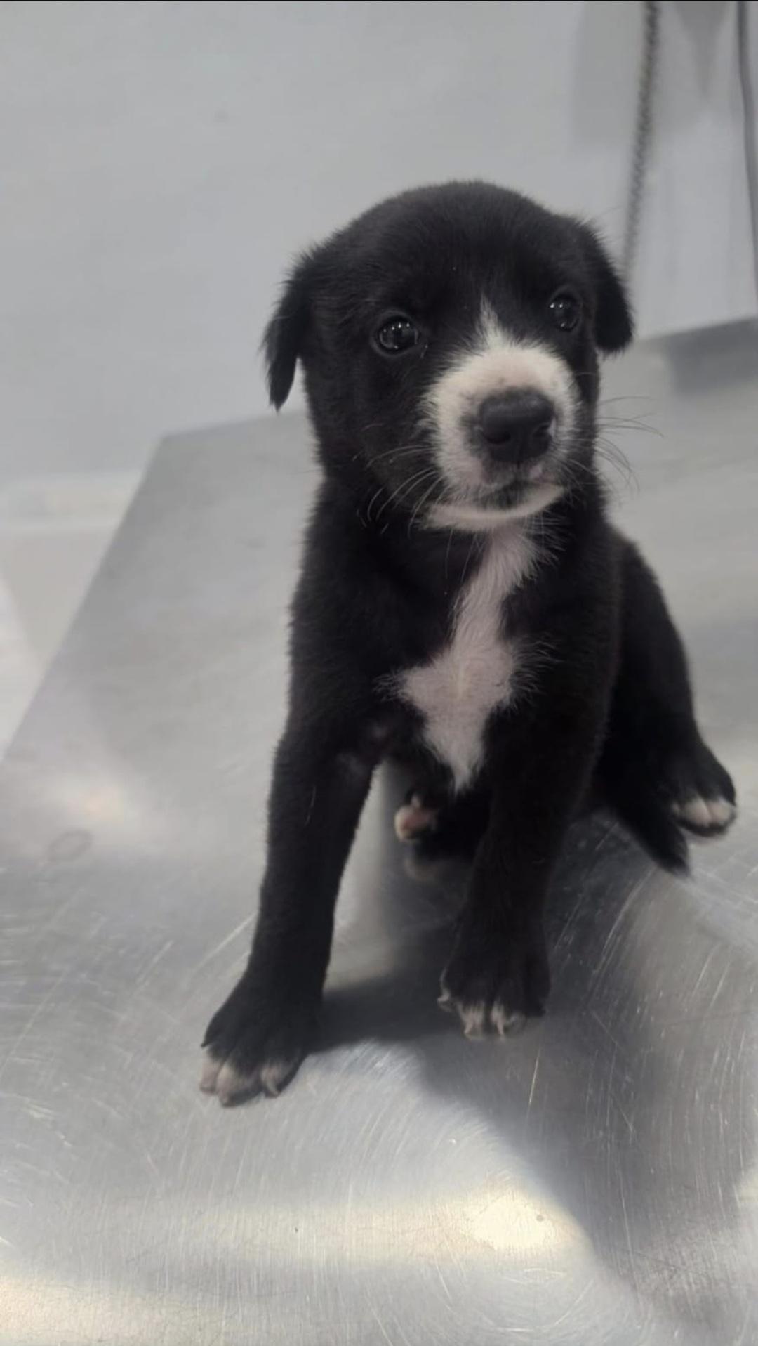 Enlarge Spike, a Adoptable Mixed Breed in Orlando, FL image 2/2