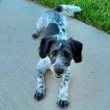 Minnie, Adopted, Adult Female Schnauzer.