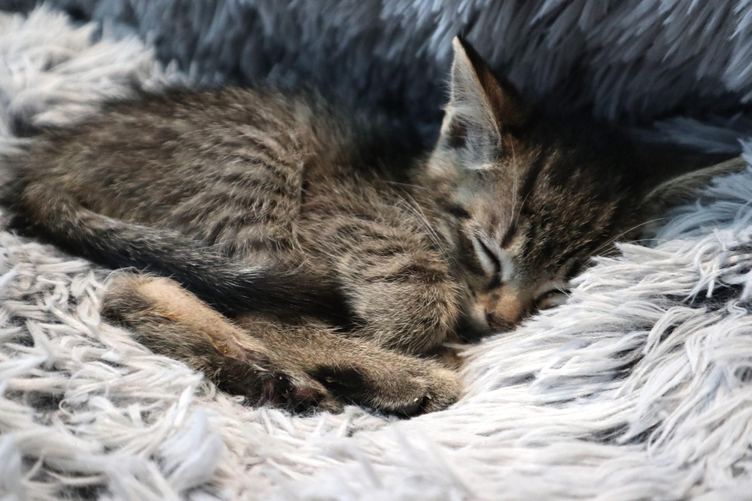 Enlarge Grapple, a Adoptable Domestic Short Hair in Boston, MA image 4/4