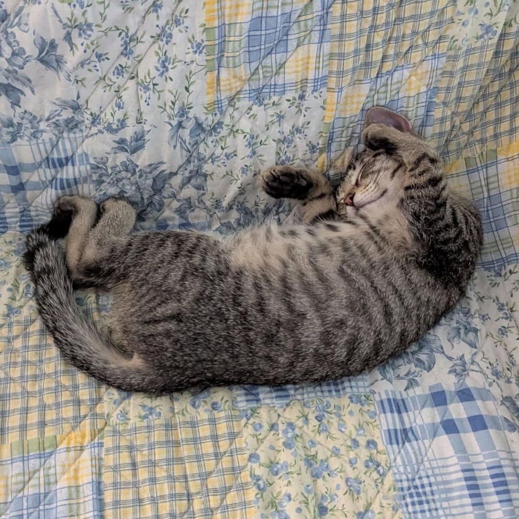 Enlarge Grapple, a Adoptable Domestic Short Hair in Boston, MA image 3/4