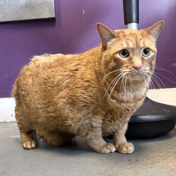William T. Riker, Adoptable, Adult Male Domestic Short Hair.