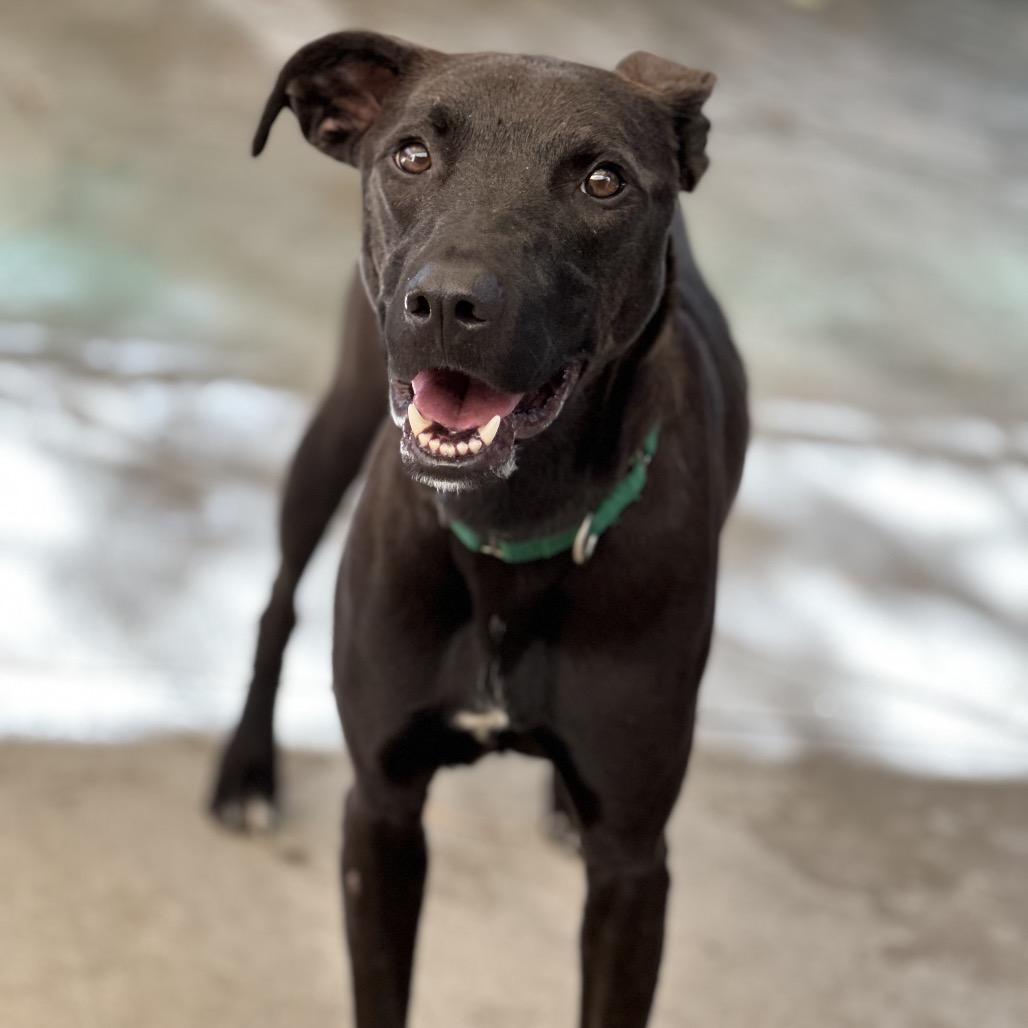 Enlarge Tucker, a Adoptable mixed breed in Durango, CO image 1/6