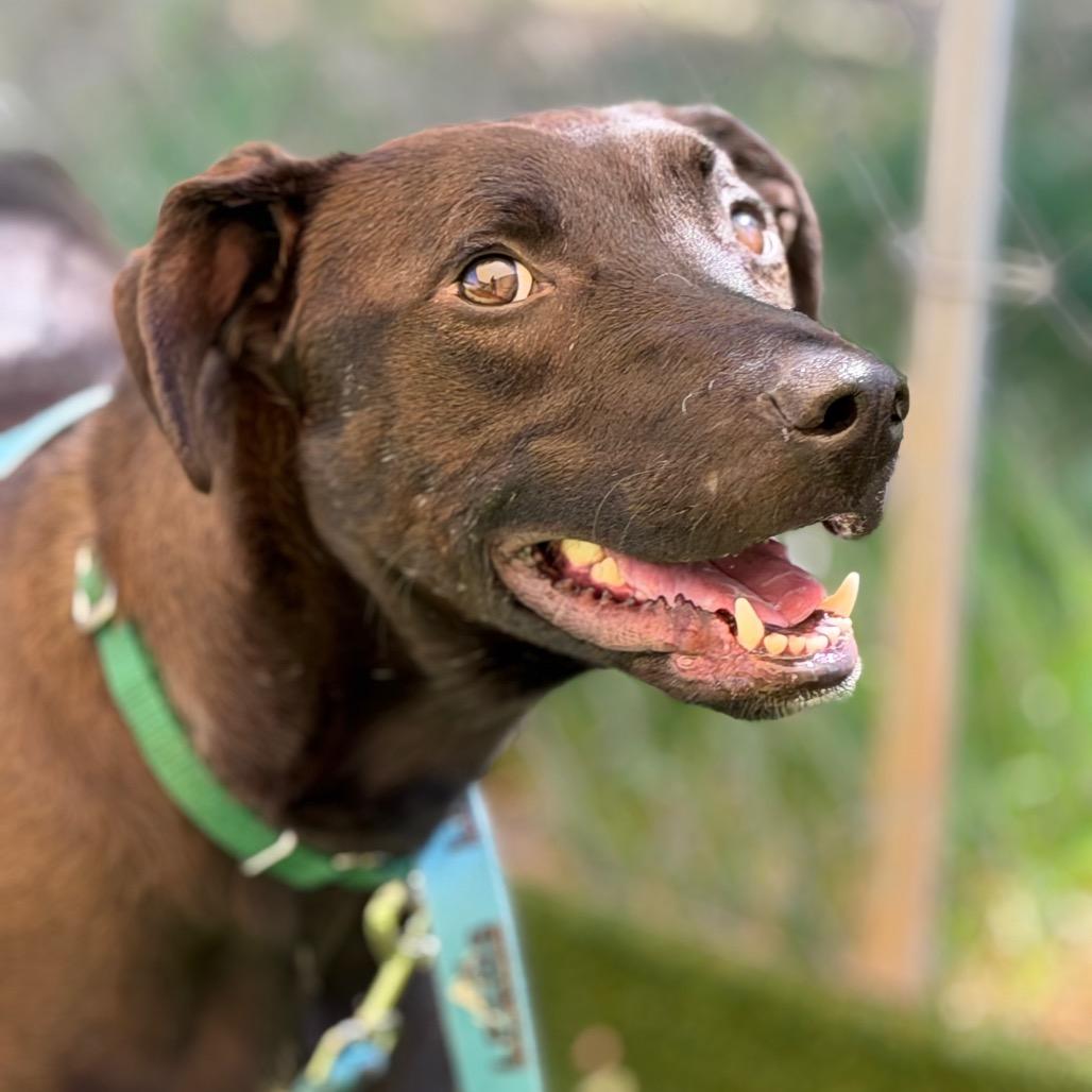 Enlarge Tucker, a Adoptable mixed breed in Durango, CO image 2/6