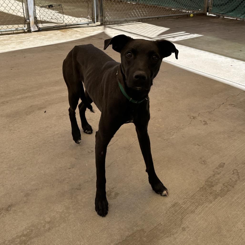 Enlarge Tucker, a Adoptable mixed breed in Durango, CO image 3/6