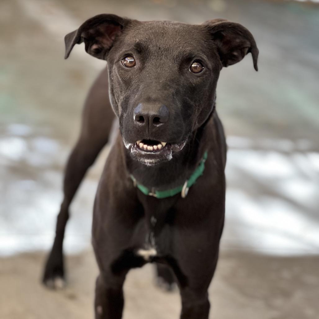 Enlarge Tucker, a Adoptable mixed breed in Durango, CO image 4/6