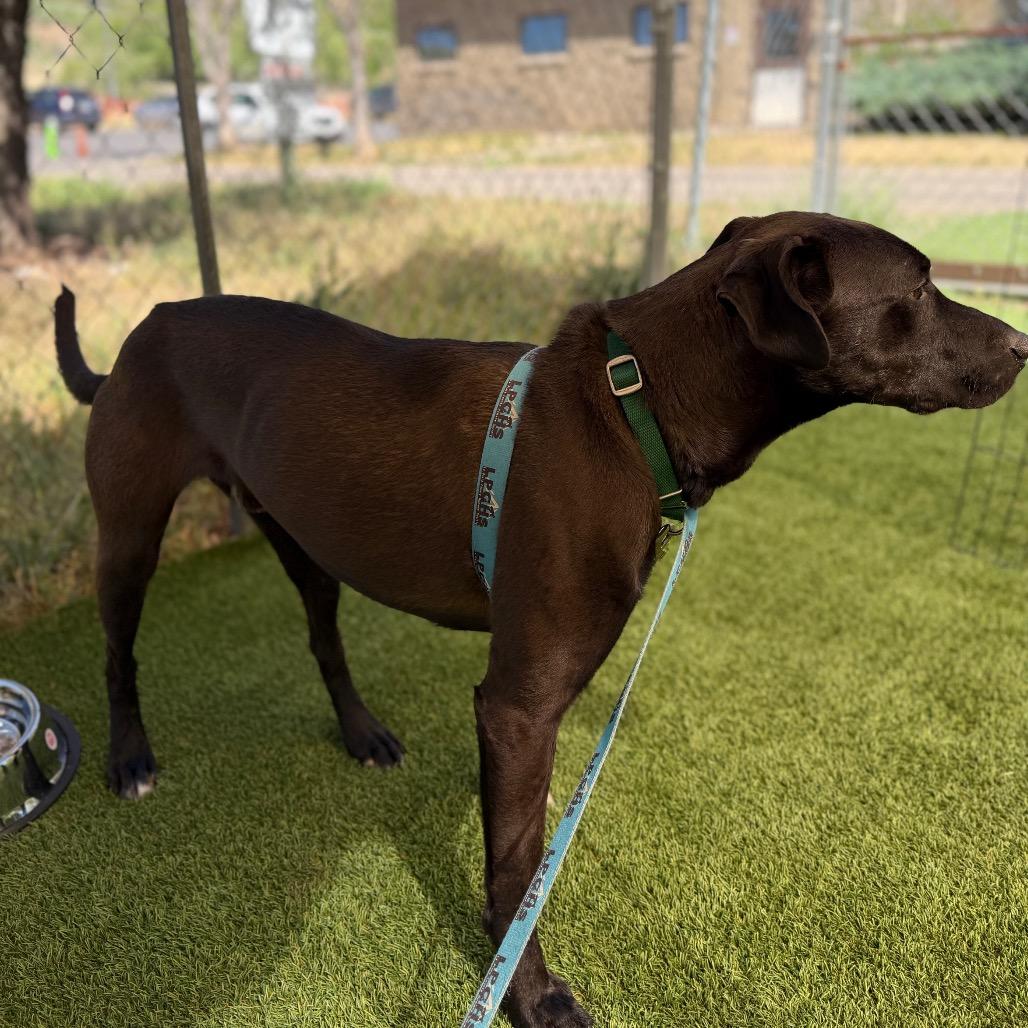 Enlarge Tucker, a Adoptable mixed breed in Durango, CO image 5/6
