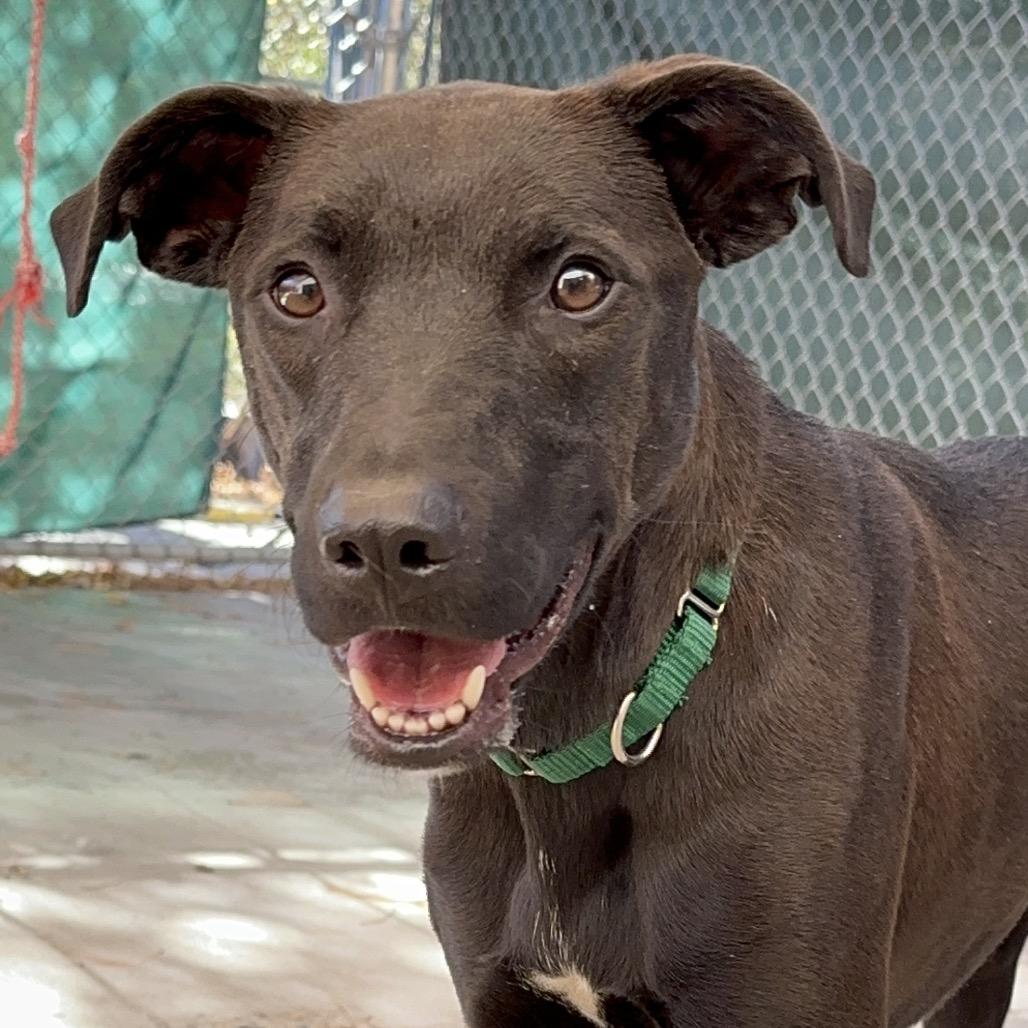 Enlarge Tucker, a Adoptable mixed breed in Durango, CO image 6/6