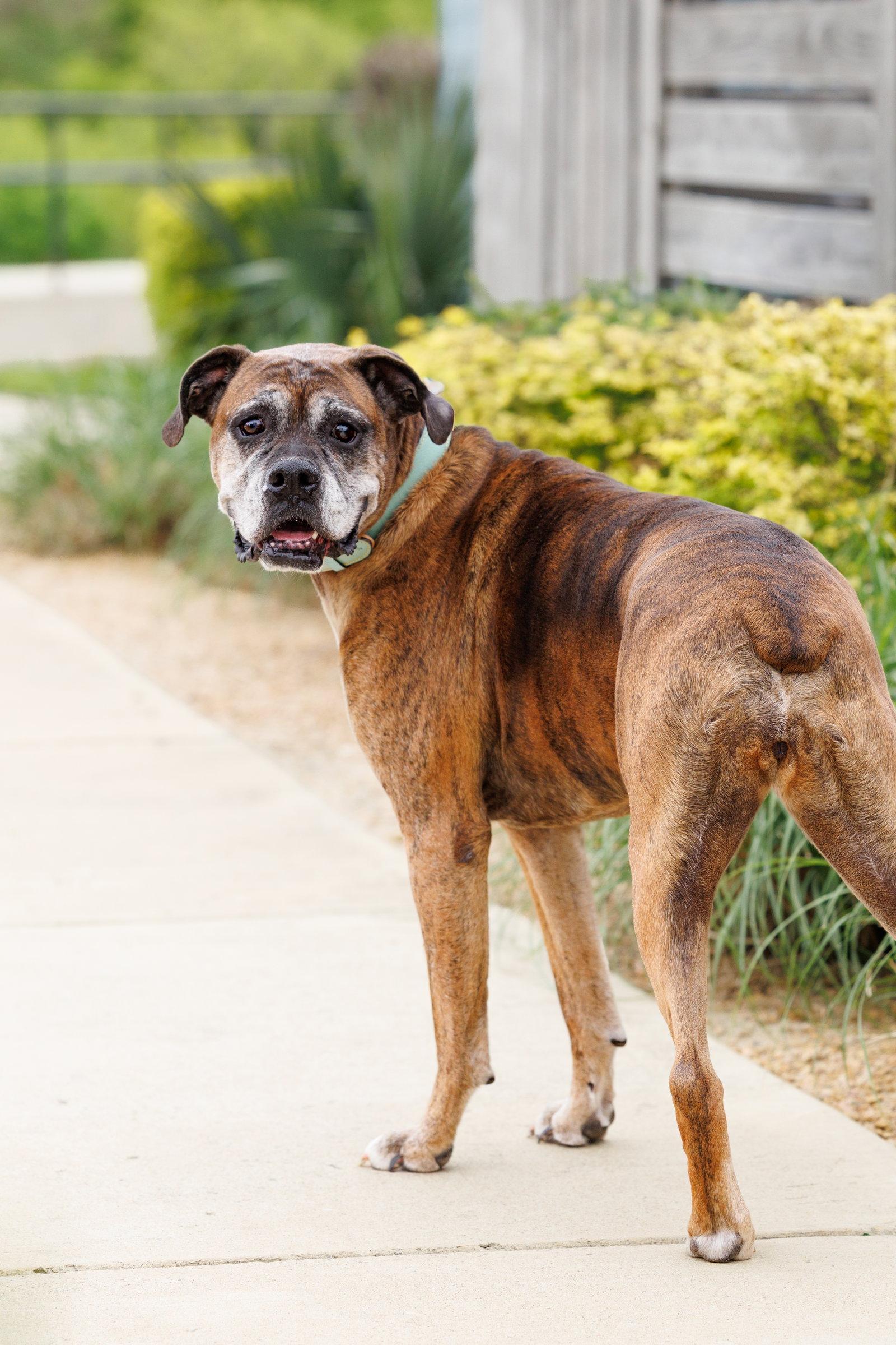 Enlarge Ellie, a Adoptable Boxer in McKinney, TX image 1/3