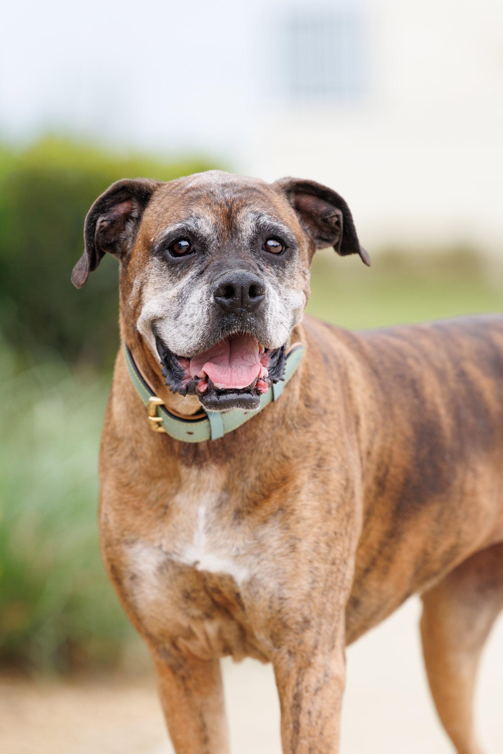 Enlarge Ellie, a Adoptable Boxer in McKinney, TX image 2/3