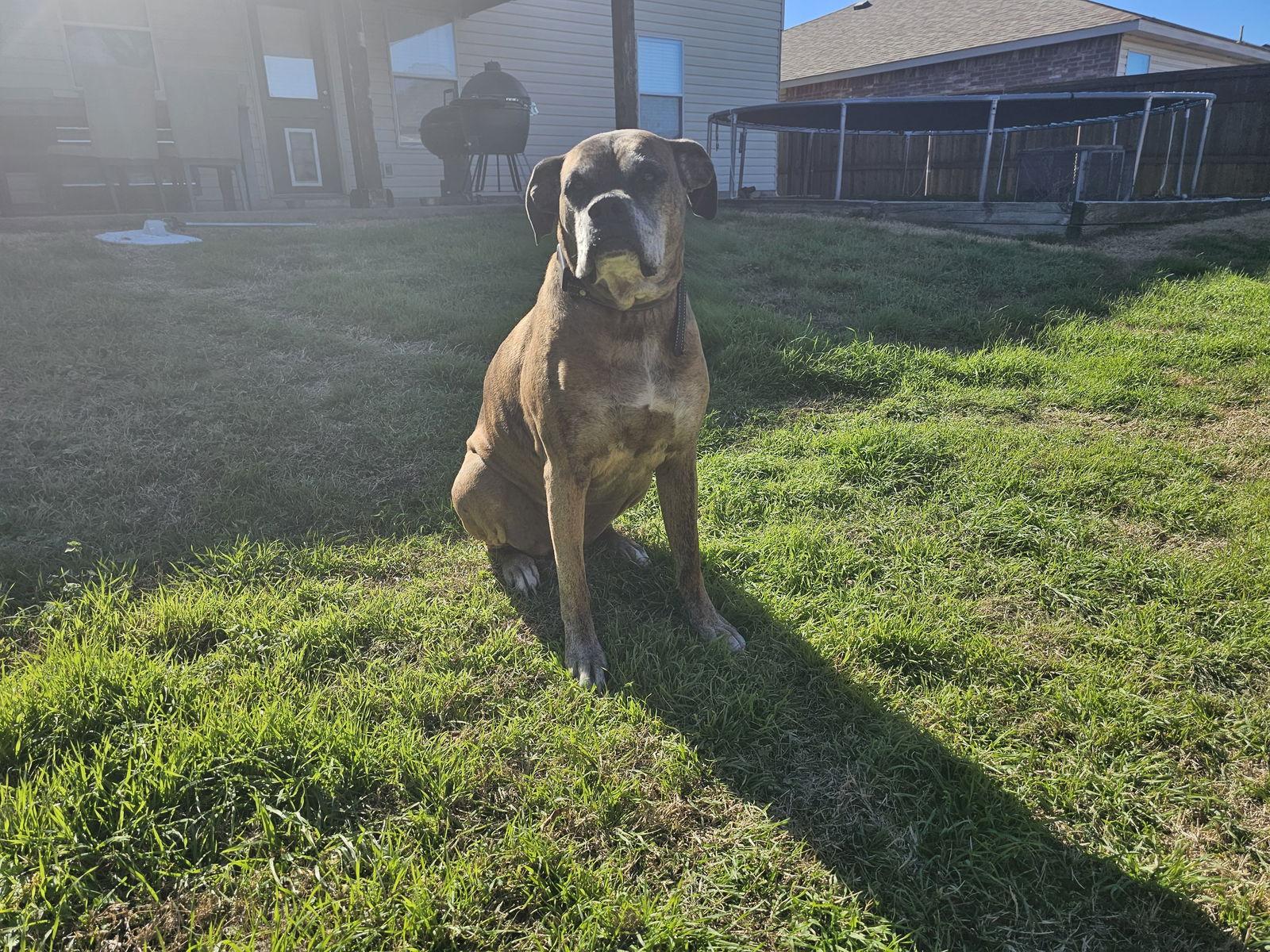 Ellie, a Adoptable Boxer in McKinney, TX image 2/3