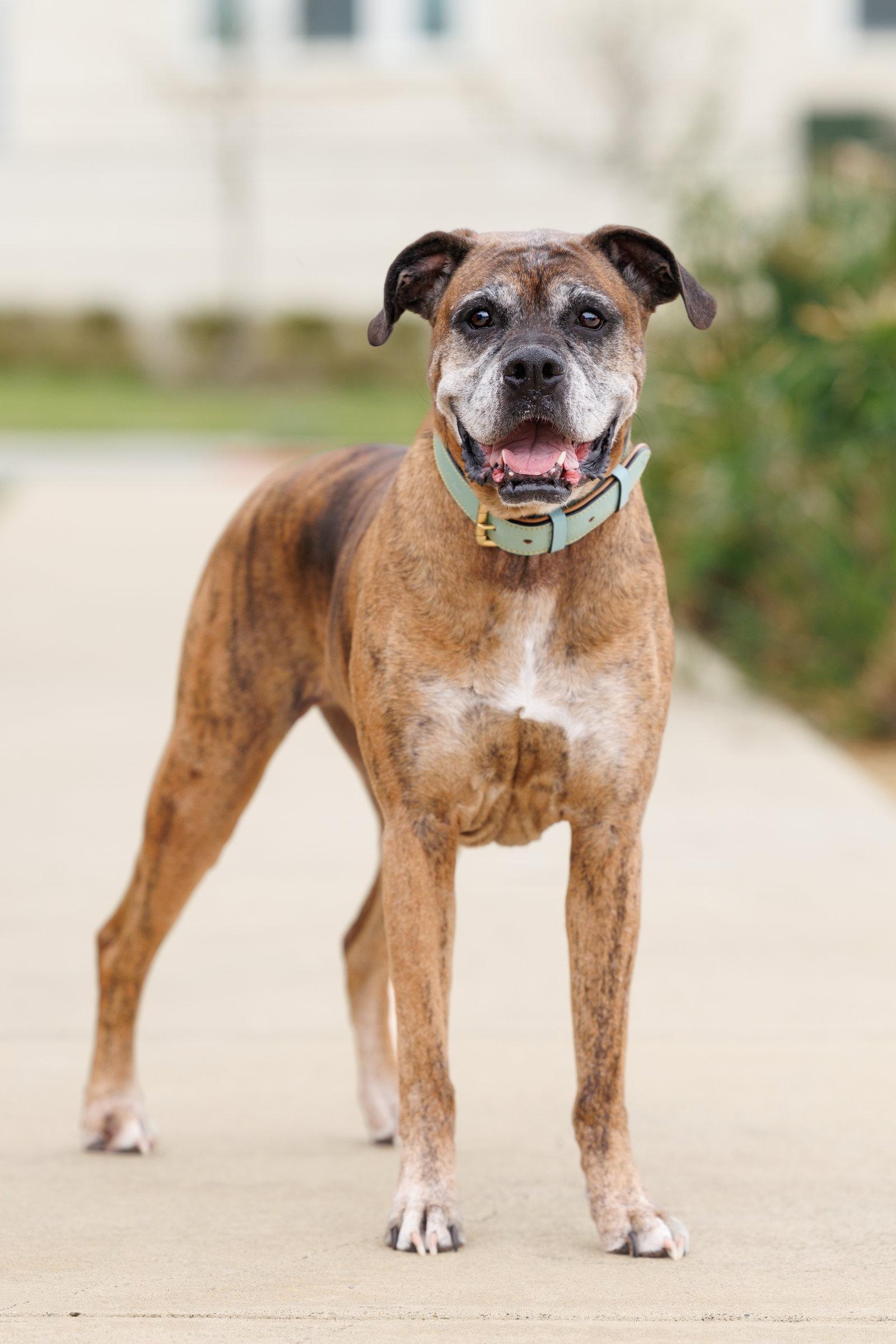 Enlarge Ellie, a Adoptable Boxer in McKinney, TX image 3/3