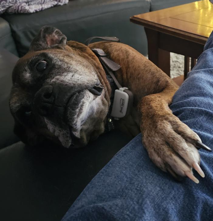 Ellie, a Adoptable Boxer in McKinney, TX image 3/3