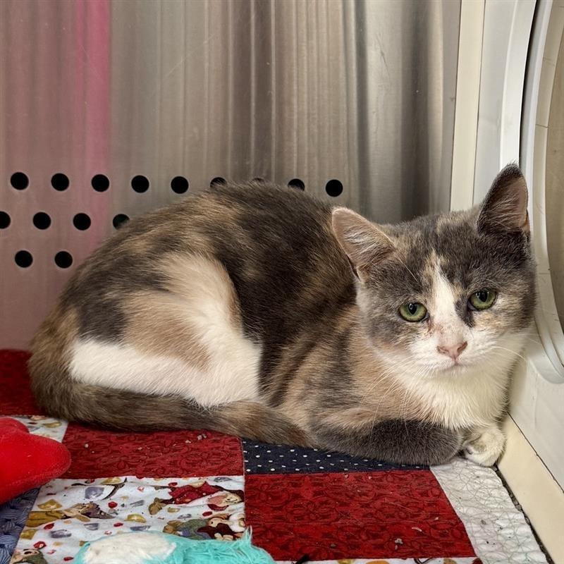 EggNog, Adoptable, Young Female Domestic Short Hair.