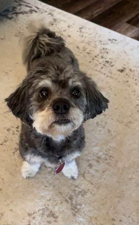 Rocky, a ADOPTABLE Havanese in Colorado Springs, CO image 4/5