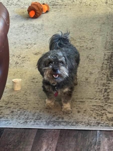 Rocky, ADOPTABLE, Adult Male Havanese.