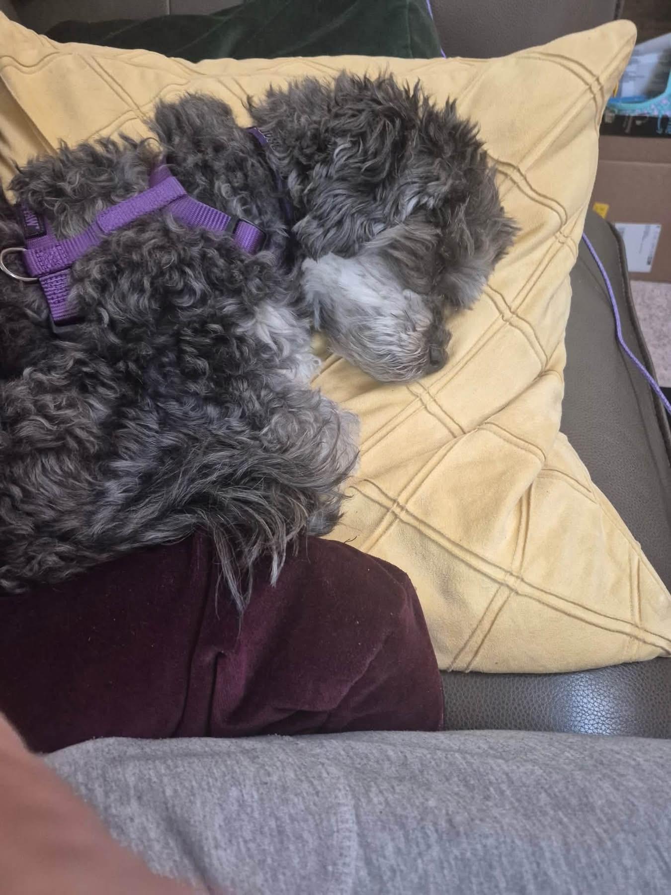 Rocky, a ADOPTABLE Havanese in Colorado Springs, CO image 5/5