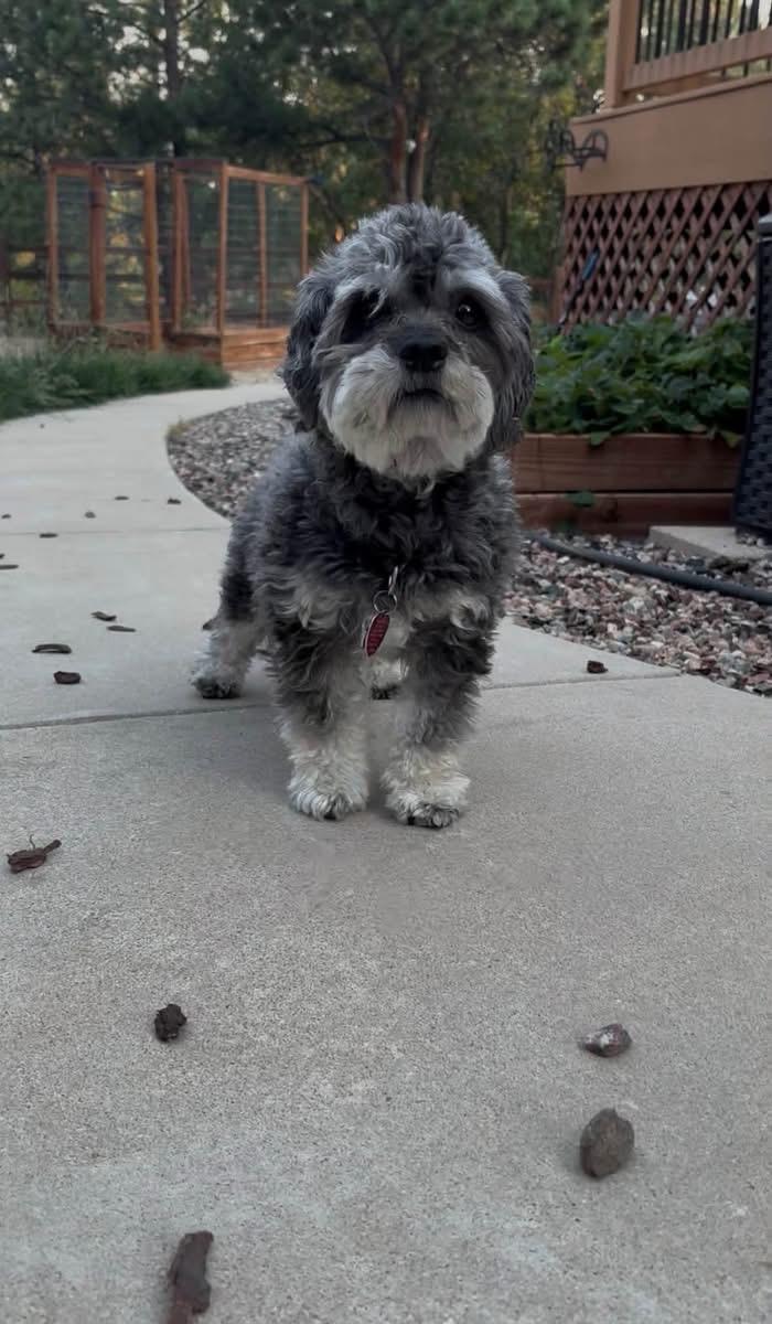 Rocky, a ADOPTABLE Havanese in Colorado Springs, CO image 2/5