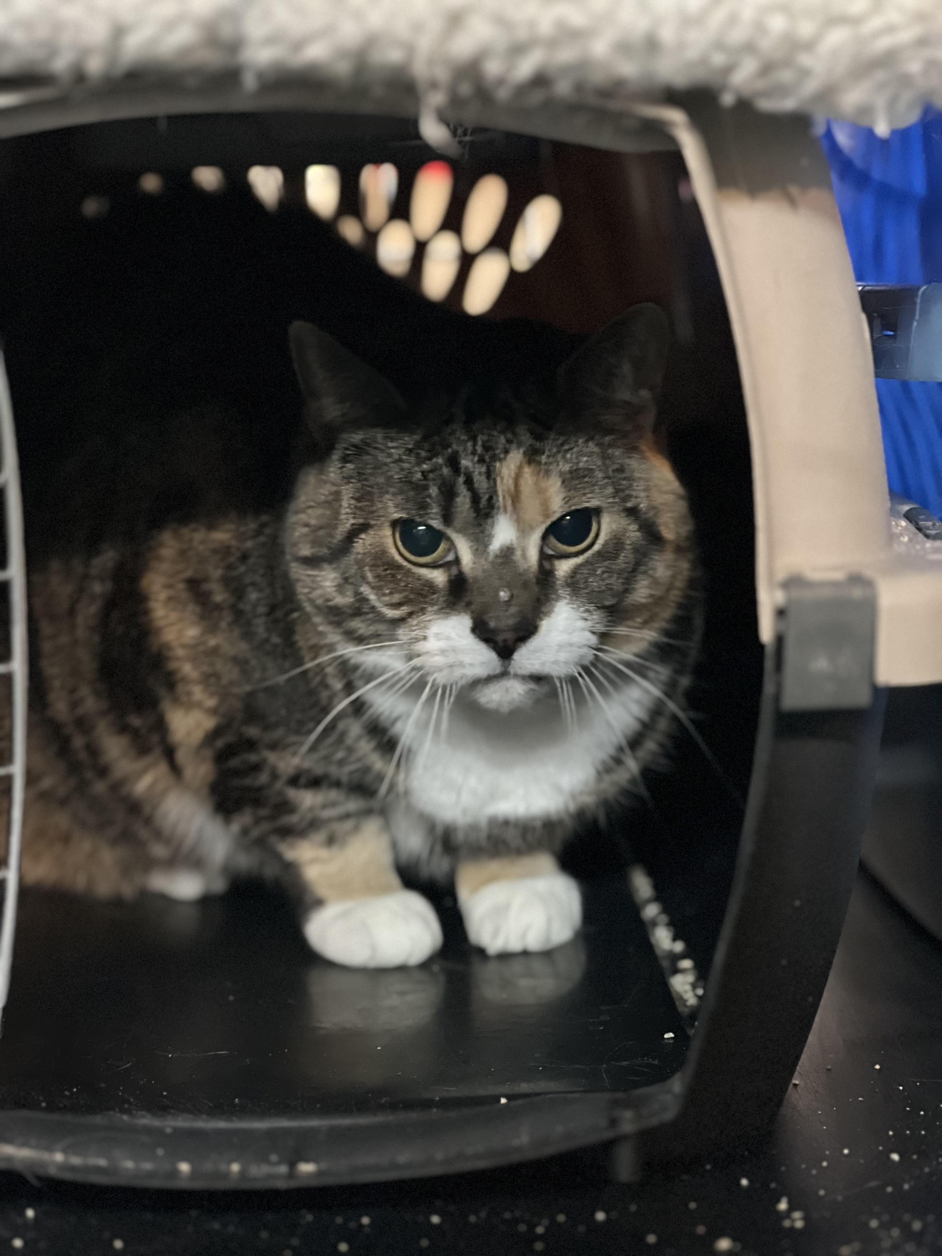 Zera, Adoptable, Adult Female Domestic Short Hair.