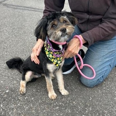 Polo, adopted, Adult Male Shorkie & Shih poo.
