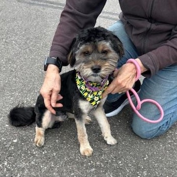 Enlarge Polo, an adopted mixed breed in Madison Heights, MI image 2/2