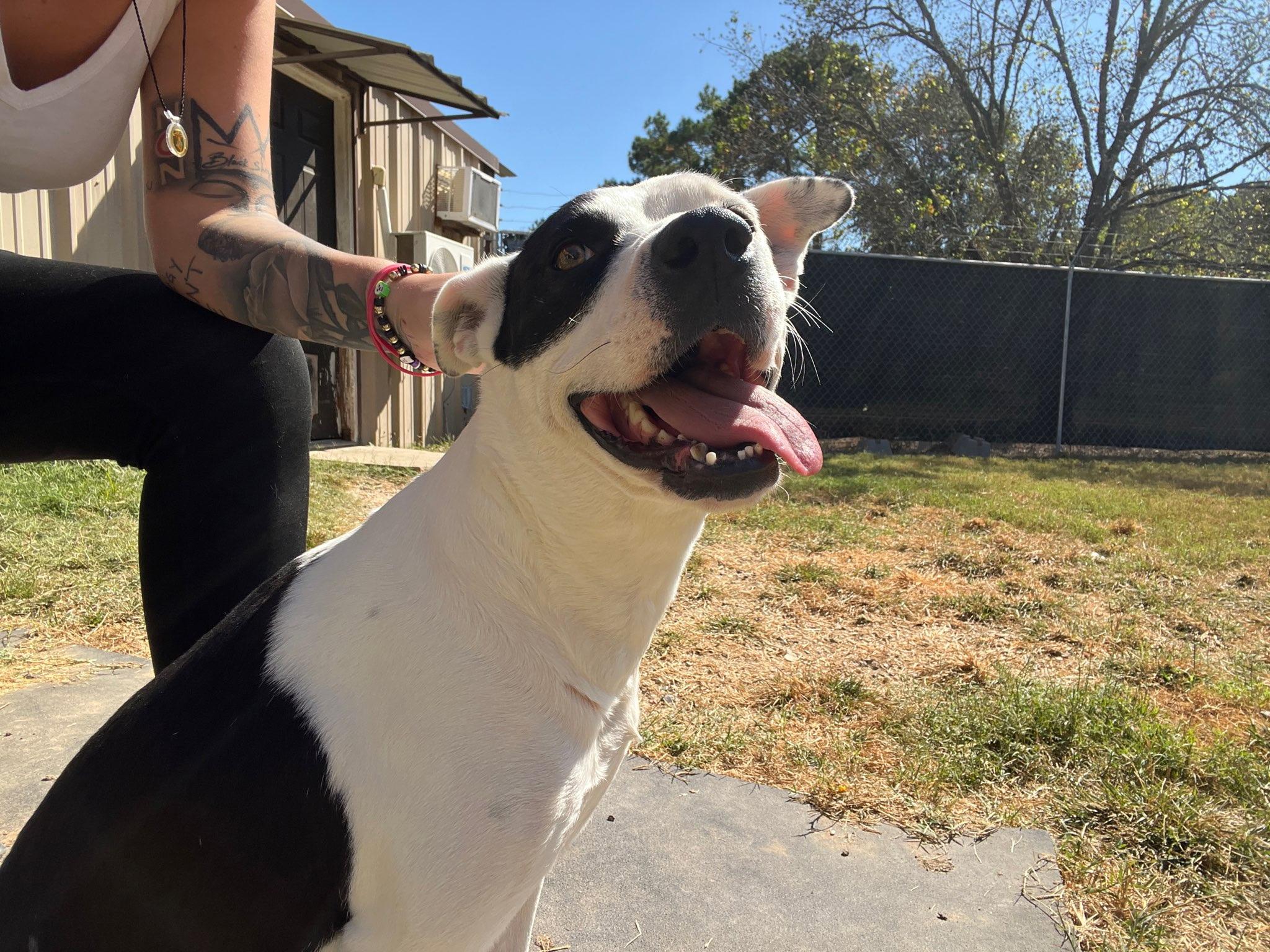 Lacey, Adoptable, Young Female American Staffordshire Terrier.
