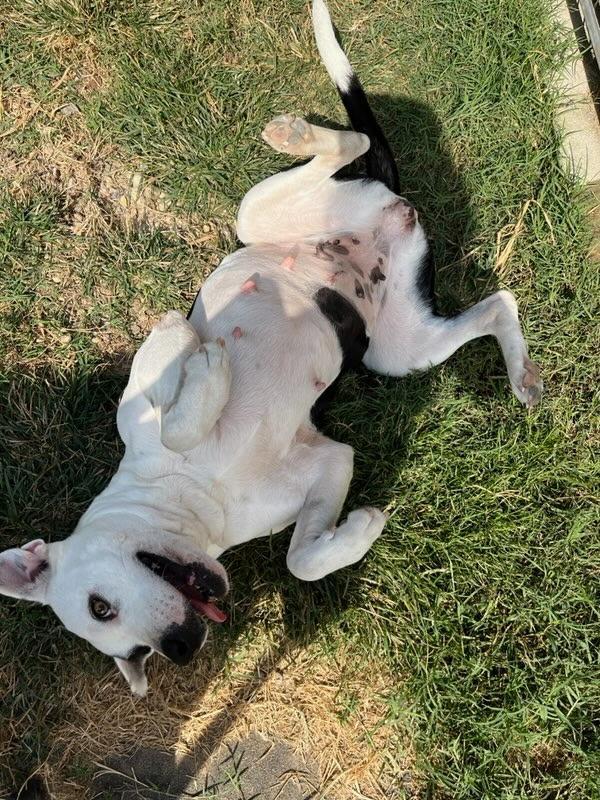 Pickles, Adoptable, Young Female American Staffordshire Terrier & Labrador Retriever.
