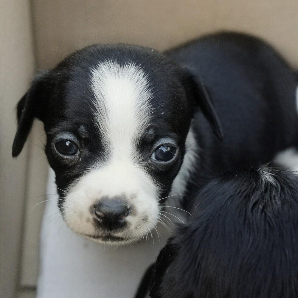 Butchart, Adoptable, Puppy Male Dachshund.