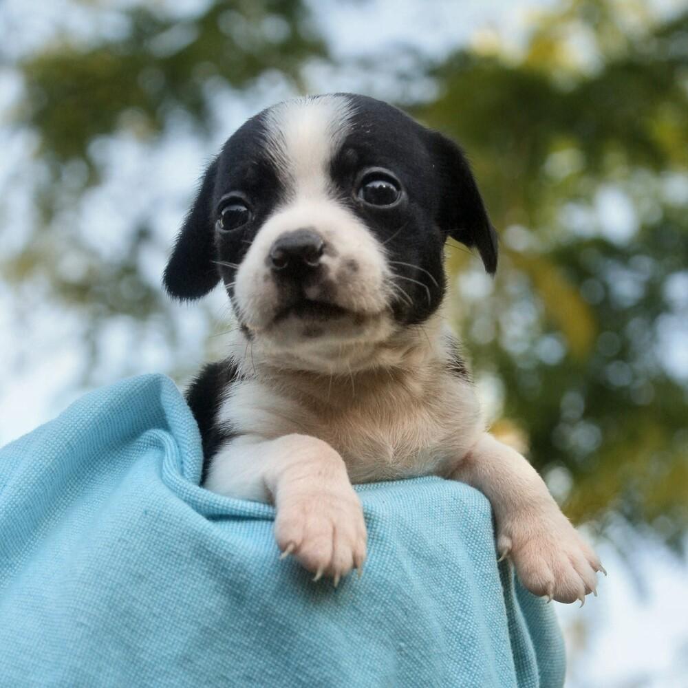 Butchart, a Adoptable mixed breed in Spokane, WA image 2/6