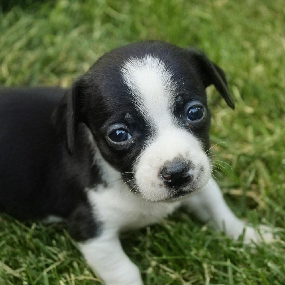 Butchart, a Adoptable mixed breed in Spokane, WA image 3/6