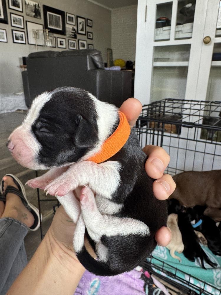 Enlarge Butchart, a Adoptable mixed breed in Spokane, WA image 3/6