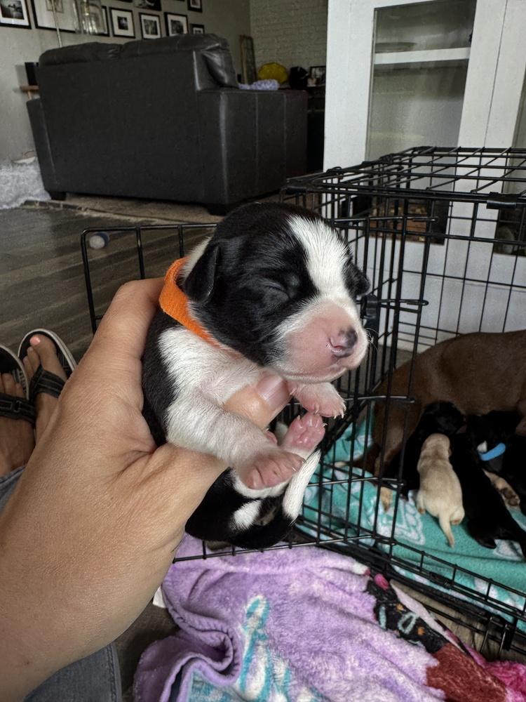 Enlarge Butchart, a Adoptable mixed breed in Spokane, WA image 5/6