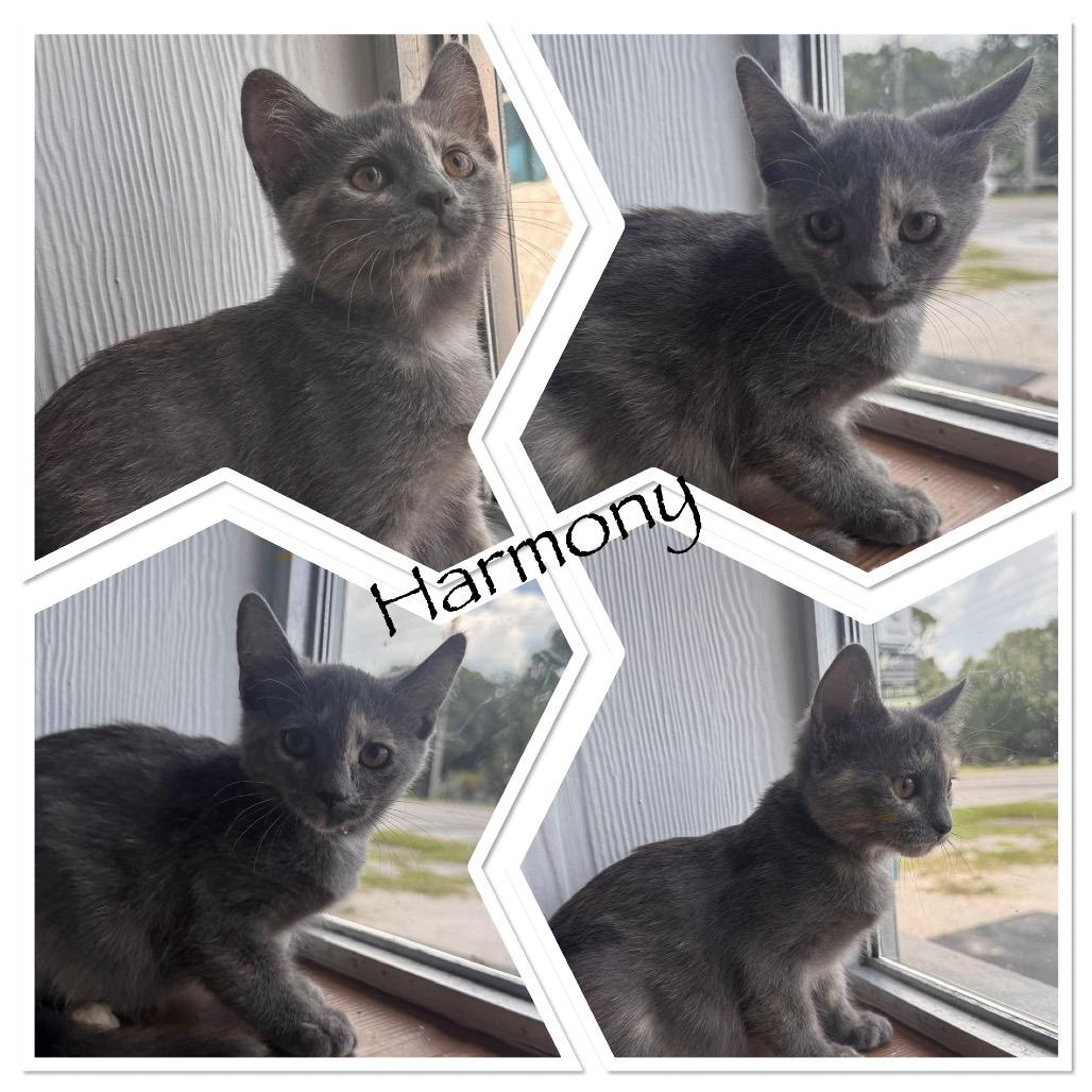 Enlarge Harmony, a Adoptable Domestic Short Hair in TITUSVILLE, FL image 1/1