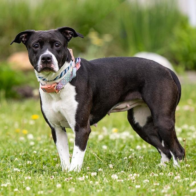 Serene, Adoptable, Adult Female Pit Bull Terrier & Mixed Breed.
