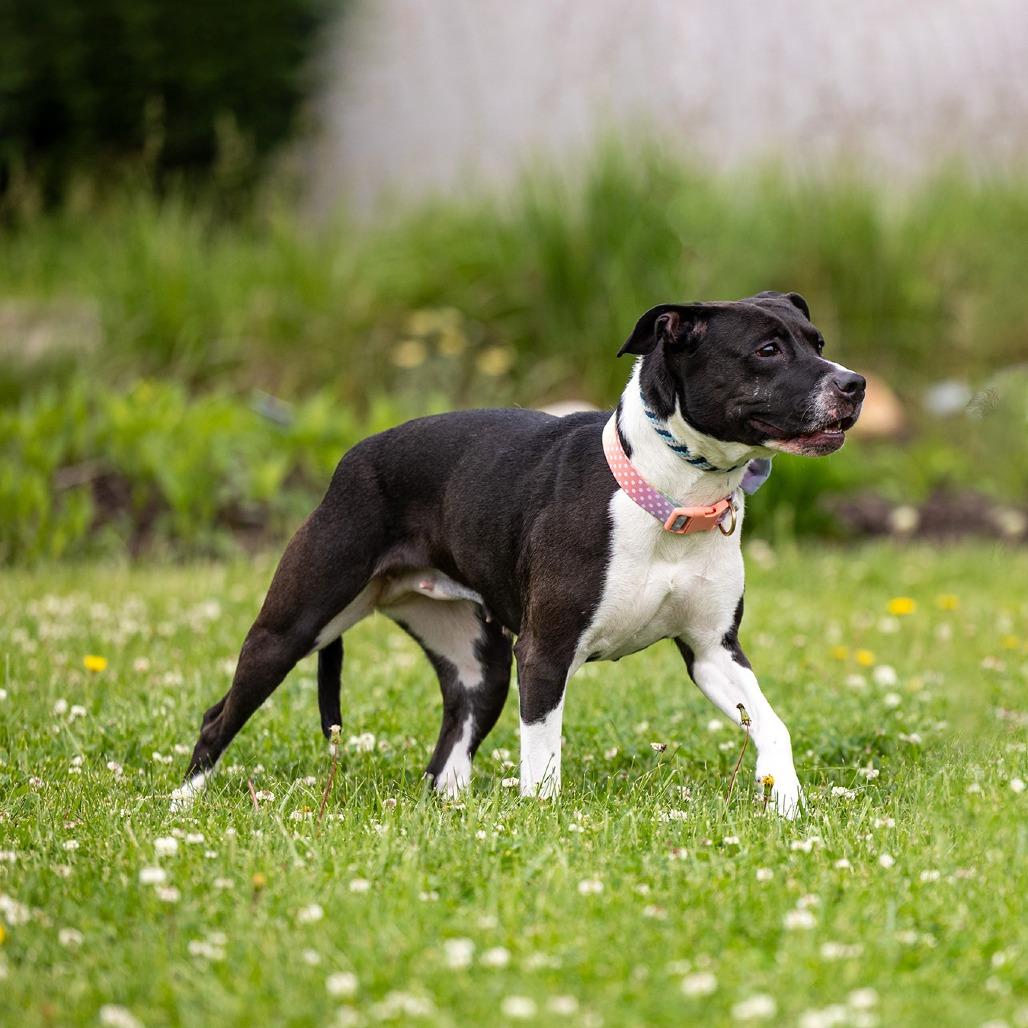Serene, a Adoptable mixed breed in Council Bluffs, IA image 2/3