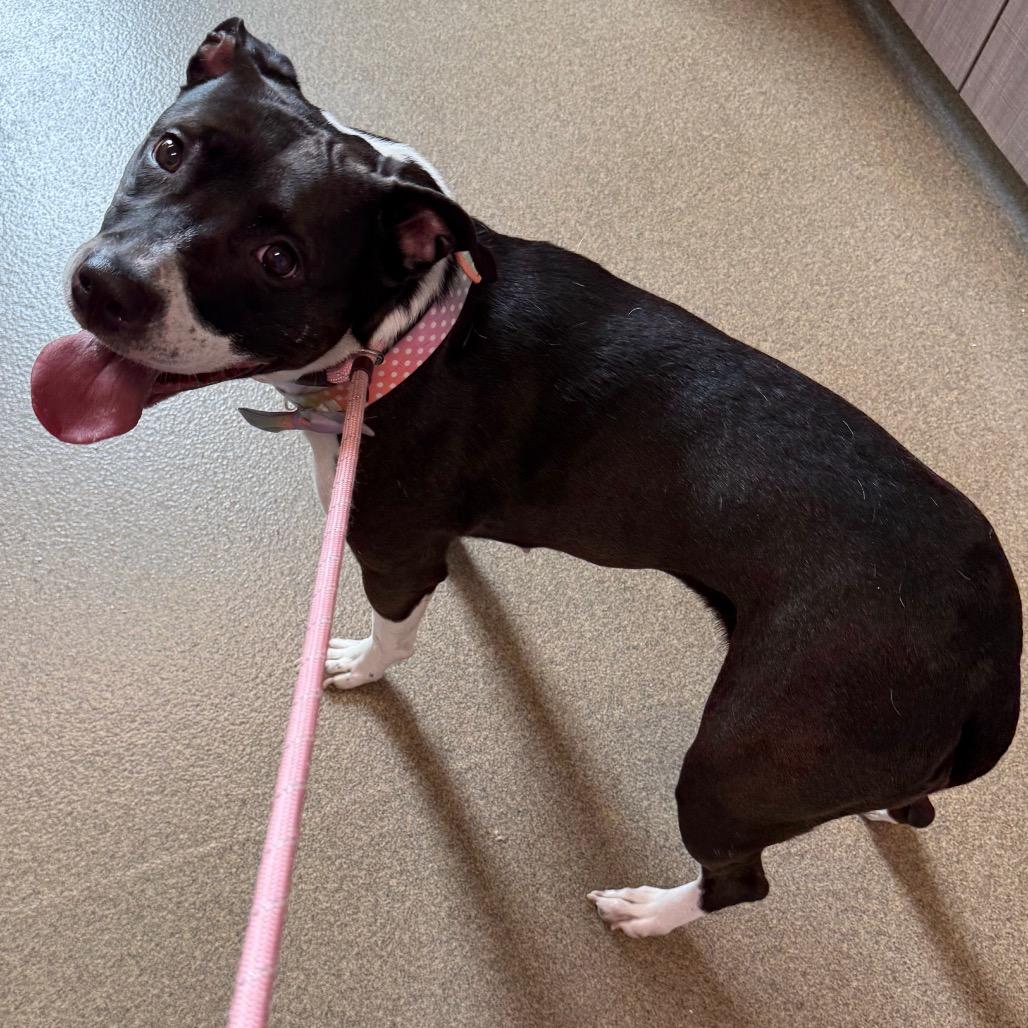 Serene, a Adoptable mixed breed in Council Bluffs, IA image 3/3