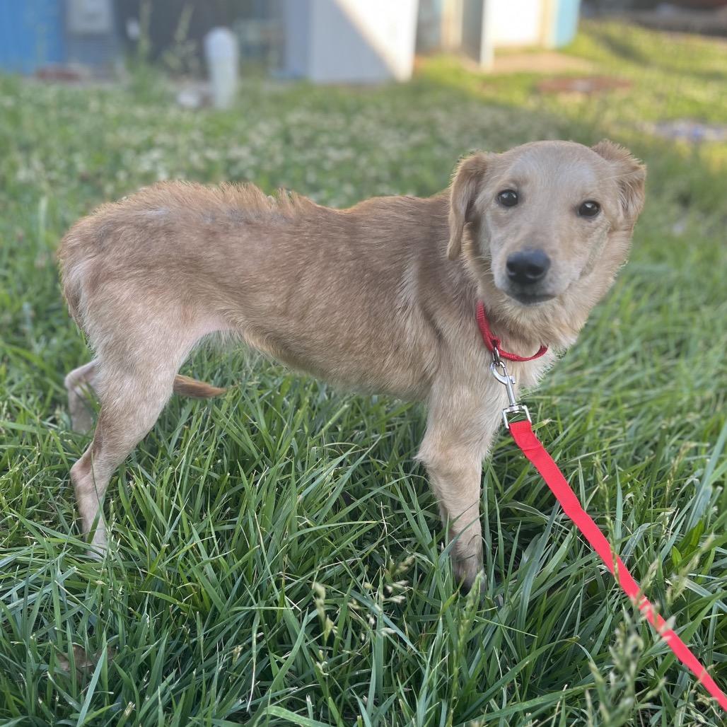 Buttercup, Adoptable, Adult Female Mixed Breed & Mixed Breed.